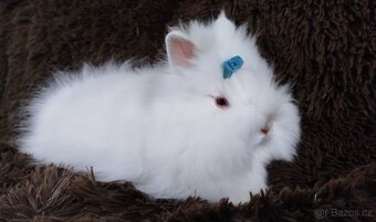 Zakrslý králíček, králík -(TEDDY)-HERBERT - 13