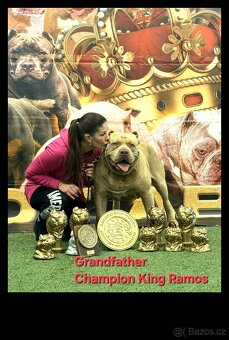 American bully XL XXL - 13