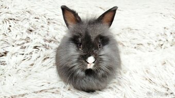 Zakrslý králík, králíček - HOLLY - 13