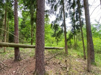 Lesní pozemek s porostem k těžbě Lštění nad Zubřinou - 13
