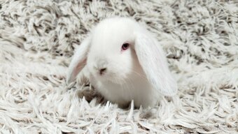 Zakrslý beránek, králíček, králík - MOLLY - 13