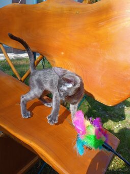 Bengálský kocourek/kotě s PP vzácný Blue Smoke Melanistic - 13