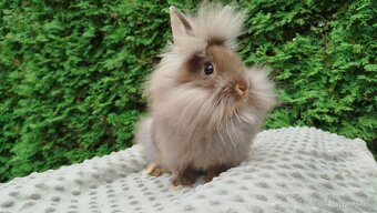 Zakrslý králík, králíček -(lvíček)-NATANIEL - 13