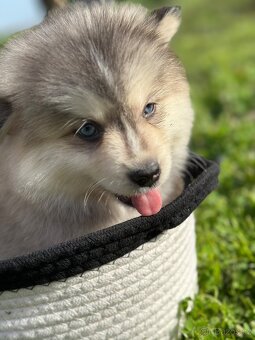 Pomsky / Pomeranian / Husky - 13