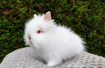Zakrslý králík, králíček - TEDDY - ONDŘEJ a OTA - 13