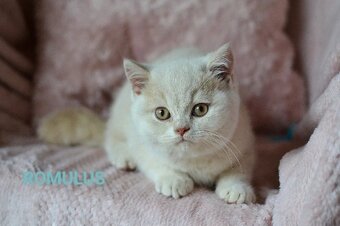 Britská koťátka s PP k rezervaci - 13