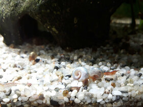 Akvarijní šneci - piskořky a okružáci všech barev - 13