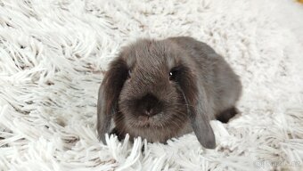 Zakrslý beránek, králíček, králík - PEGGAS - 13