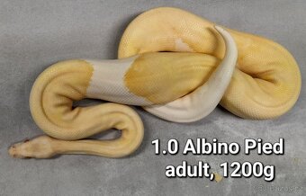 Krajta královská subadult a adult - 13