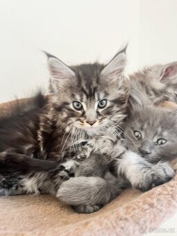 Maine coon s PP - 13