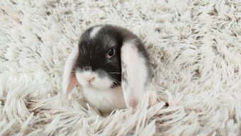 Zakrslý beránek,králík, králíček - ELIŠKA - 13