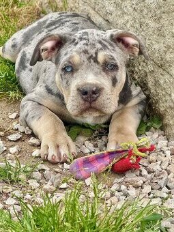 American Bully XL / XXL - 13