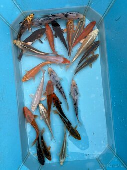 Koi kapři - 13