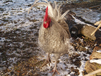 Prodám krásného kohouta do chovu - 13