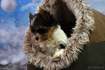 Biewer terriér jorkšírský - 13