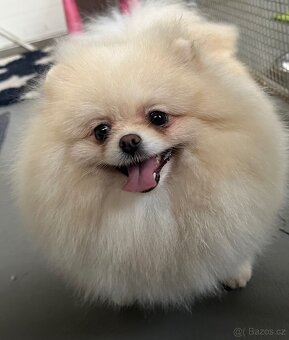 Pomeranian s pp FCI - 13