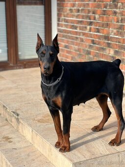 Šteňatá Doberman - 13