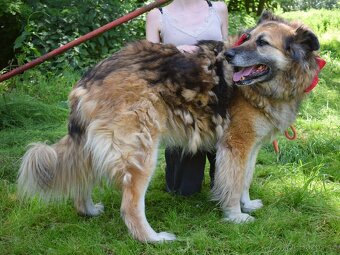 Talinn hledá domov - 13