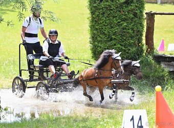 Klisnička minihorse - 13