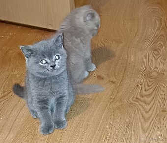 Britská koťata - 13