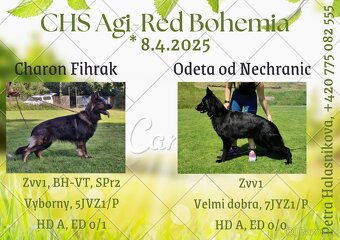 Nemecky ovcak s PP - pes a fena - 13