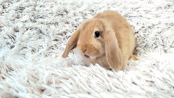 Zakrslý beránek, králíček, králík - JAYDEN - 13