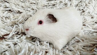 Morče, Morčátka, Morčata - VILÍK a TOMÍK - 13