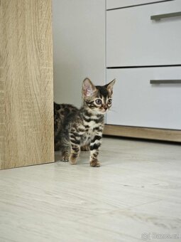 Bengálska kočka,kocour,Bengal - 13