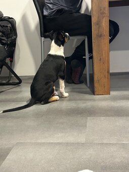 Štěně do dobrého domova - 13