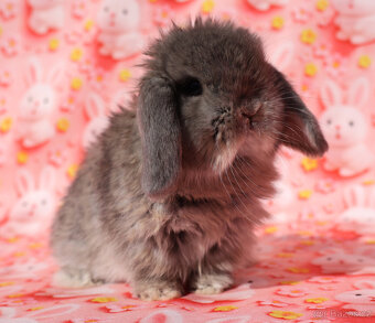 Zakrslí beránci NHD . - 13