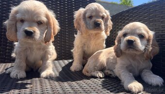 Americky Kokerspaniel-steniatka - 13
