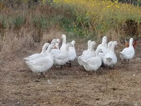 Domácí kuřata  a kachny - 13