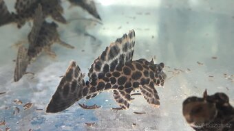 Axolotl mexický - 13