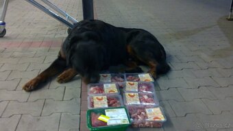 Krytí rotvajler, RTW, rottweiler s PP - 13