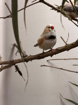 Výstavní zebřičky - 13