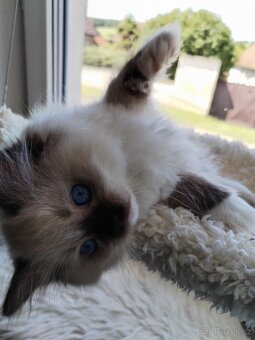 Koťátka s PP Ragdoll - 13