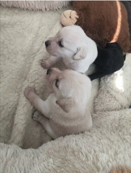 Štěňata labradora kříženci - 13