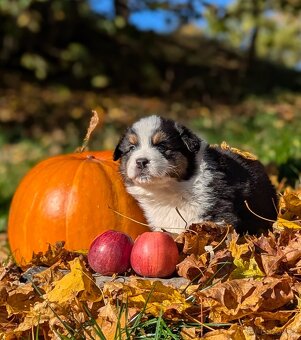 Australský ovčák, štěňata s PP FCI - 13