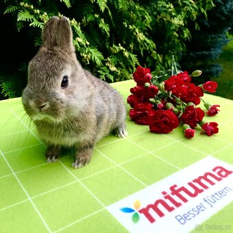 Mláďata zakrslých králíčků přímo od chovatele - 13