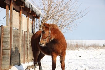 Krásná klisnička WPBR Pony B do sportu - 13