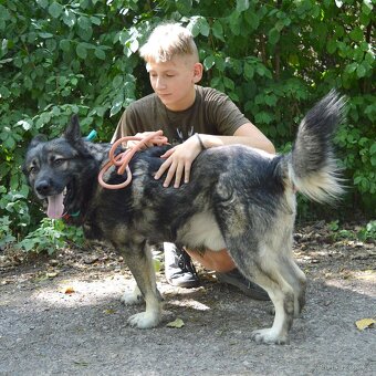 🐾 SIMBAD – energický hrdina s velkým srdcem - 13