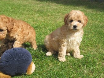 Maltipoo štěňátka - 13