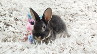 Zakrslý králík, králíček- (REX) DAISY - 13