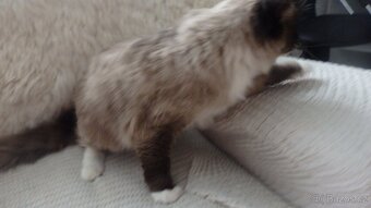 mačičky ragdoll,radgoll,aktuálne k odberu - 13