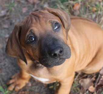 Rhodéský ridgeback - 13