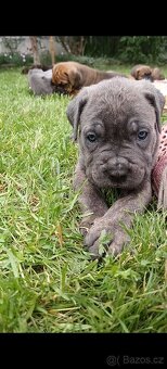 Cane Corso štěňata - 13