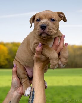American Bully XL - Exkluzivní spojení šampionů - 13