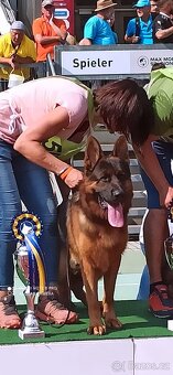 Německý Ovčák - štěňata - 13