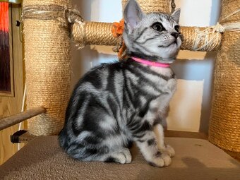 Koťátka britská Whiskas černostříbřitý mramor - 13