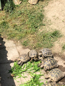 želva zelenavá a vroubená odrostlá mláďata - 13